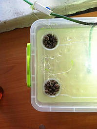 Салат одесский кучерявец, выращивание в DWC системе гидропоники в подвале 14