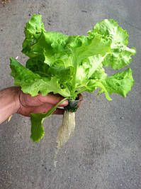 Салат одесский кучерявец, выращивание в DWC системе гидропоники в подвале 15