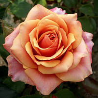 Саженцы чайно-гибридной розы Черри Бренди (Rose Cherry Brandy)