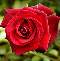 Саженцы чайно-гибридной розы Эдит Пиаф (Rose Edith Piaf)