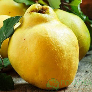 Айва Кубанська врожайна