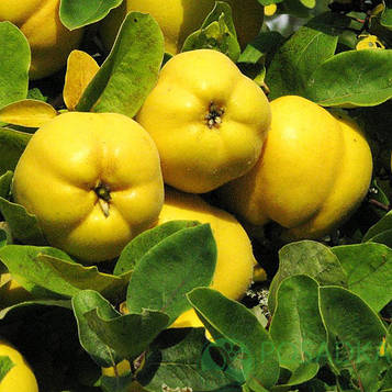 Айва Відмінниця яблукоподібна (середня)