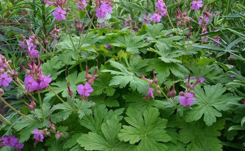 Герань крупнолистная Р9, фото 1