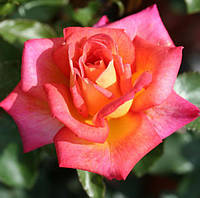 Роза чайно-гибридная Пикадилли