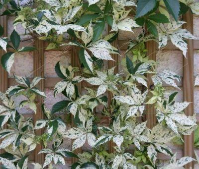 Виноград дівочий п'ятилистковий Стар Шоуерс (Parthenocissus quinquefolia Star Showers) h-30-40 см в С1 л