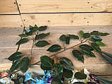 Гілка листя фікуса штучна 70 см, фото 5