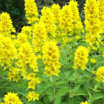 Саджанці вербейник точковий (Lysimachia punctata)