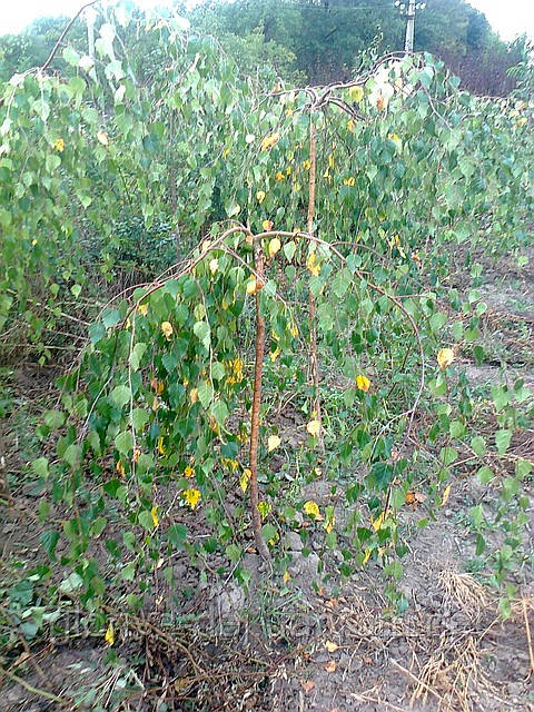 Береза повислая Betula pendula Youngii - фото 1 - id-p519204