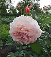 Троянда Джеймс Гелвей. Англійська троянда