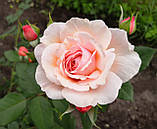 Троянда Джеймс Гелвей. (вс). Англійська троянда, фото 3