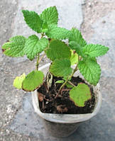 Меліса лимонна. Розсада в контейнерах Д5