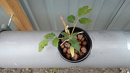 2017 Помидоры и огурцы в DFT системе гидропоники 2