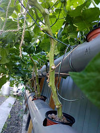 2017 Помидоры и огурцы в DFT системе гидропоники 8