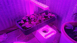 2017 Помидоры и огурцы в DFT системе гидропоники 9