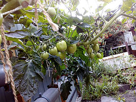 2017 Помидоры и огурцы в DFT системе гидропоники 19