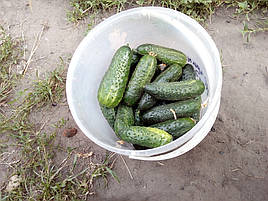 2017 Помидоры и огурцы в DFT системе гидропоники 21