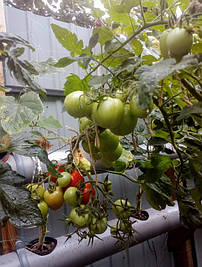 2017 Помидоры и огурцы в DFT системе гидропоники 22