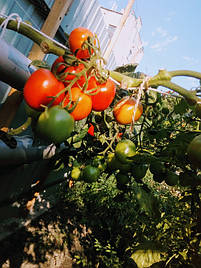 2017 Помидоры и огурцы в DFT системе гидропоники 23