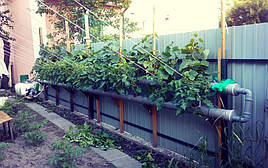 2017 Помидоры и огурцы в DFT системе гидропоники 27