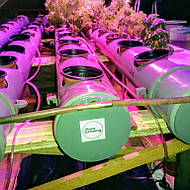 Гидропоника на чердаке на удобрениях Green Kit