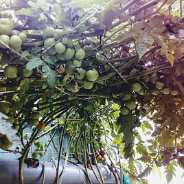 2018 Помидоры и огурцы в DFT системе гидропоники 2