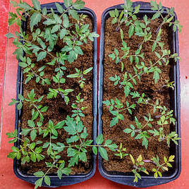 2018 Помидоры и огурцы в DFT системе гидропоники 5