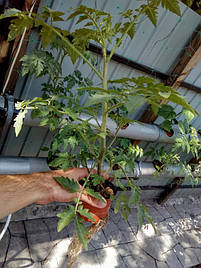 2018 Помидоры и огурцы в DFT системе гидропоники 12