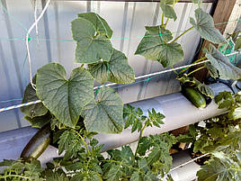 2018 Помидоры и огурцы в DFT системе гидропоники 16