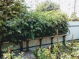 2018 Помидоры и огурцы в DFT системе гидропоники 19