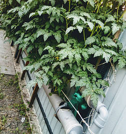 2018 Помидоры и огурцы в DFT системе гидропоники 20