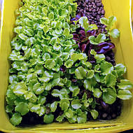 Салат-микрозелень на Green Kit