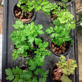 Выращивание петрушки в DWC-системе гидропоники 7