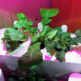 Руккола в системе DWC под LED-освещением / Click and Grow 13