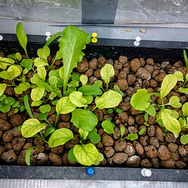Зелень в системе аквапоники на Green Kit 11