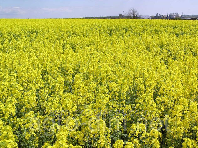 Насіння озимого ріпаку Ейнштейн, фото 1