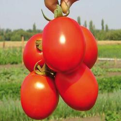 Насіння томату Надія 2.500 насіння