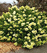 Гортензія волотиста Лаймлайт 5 л, фото 2