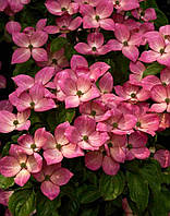 Дерен коуза " Бени-Фуджи " \ Cornus kousa Beni-fuji ( саженцы привитые 3 - 4 года 10л) Дерен китайский