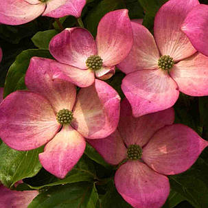 Дерен коуза "Бені-Фуджі" \ Cornus kousa Beni-fuji ( саджанці щеплені 3 - 4 роки 10л ) Дерен китайський, фото 2