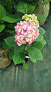 Гортензія крупнолистая Букет роуз, фото 2