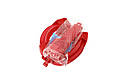 Повнолицева панорамна маска для плавання UTM FREE BREATH (L/XL) Червона з кріпленням для камери, фото 4