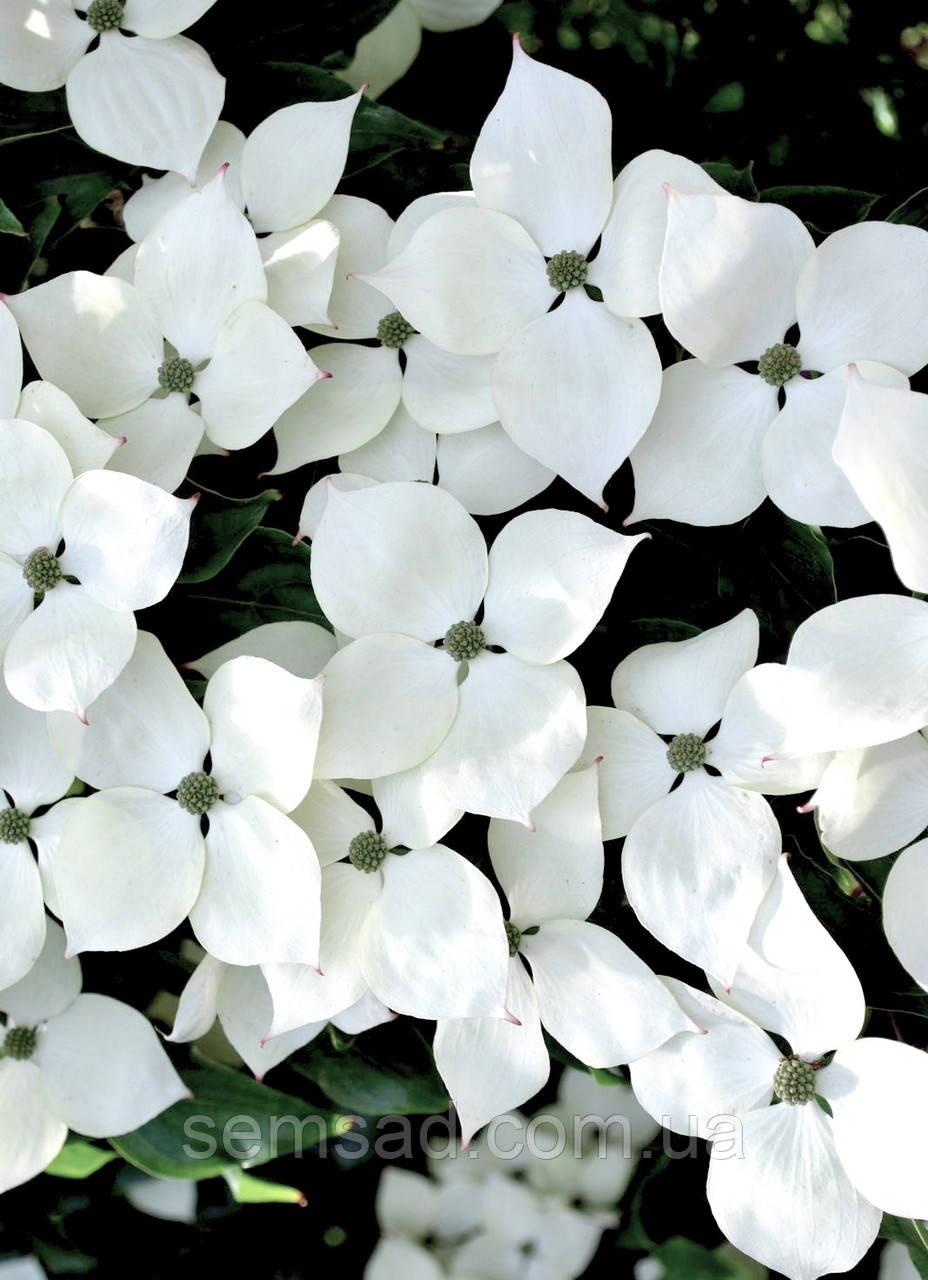 Дерен коуза "Ніколь" \ Cornus kousa Nicole ( саджанці щеплени 2 роки ) Дерен китайський