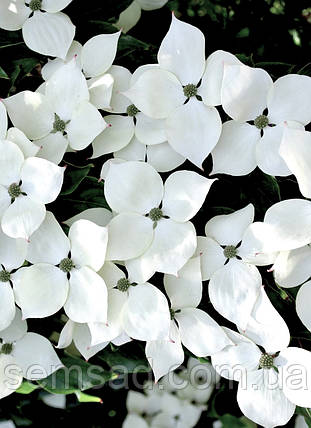 Дерен коуза "Ніколь" \ Cornus kousa Nicole ( саджанці щеплени 2 роки ) Дерен китайський, фото 1