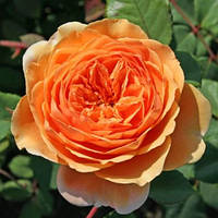 Троянда англійська Краун Принцесгарion