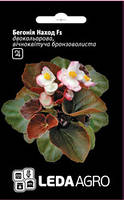 Семена Бегонии Наход F1, 10 шт., двухцветной, вечноцветущей бронзоволистой, ТМ "Леда Агро"