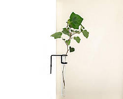 Декоративна настінна ваза Plant