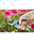 Секатор Gardena Classic B/S-M Bypass 22 мм (08857), фото 3
