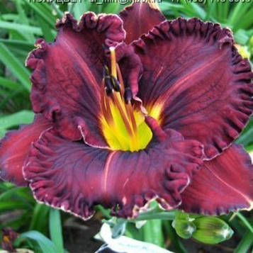 Лілейник PURPLEICIOUS