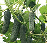 Насіння огірка Мадрілене F1 (250 нас.) Seminis, фото 2