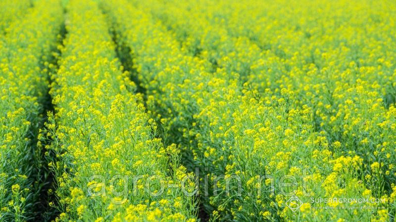 Насіння озимого ріпака СИ Харнас від Сингента, фото 2